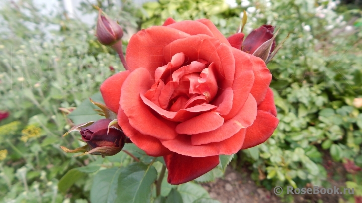 Terracotta ®