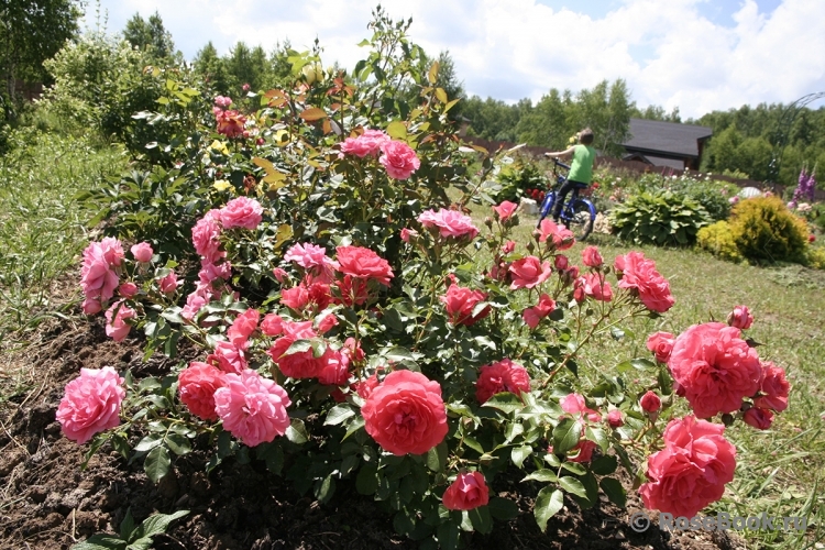 Uetersens Rosenkonigin