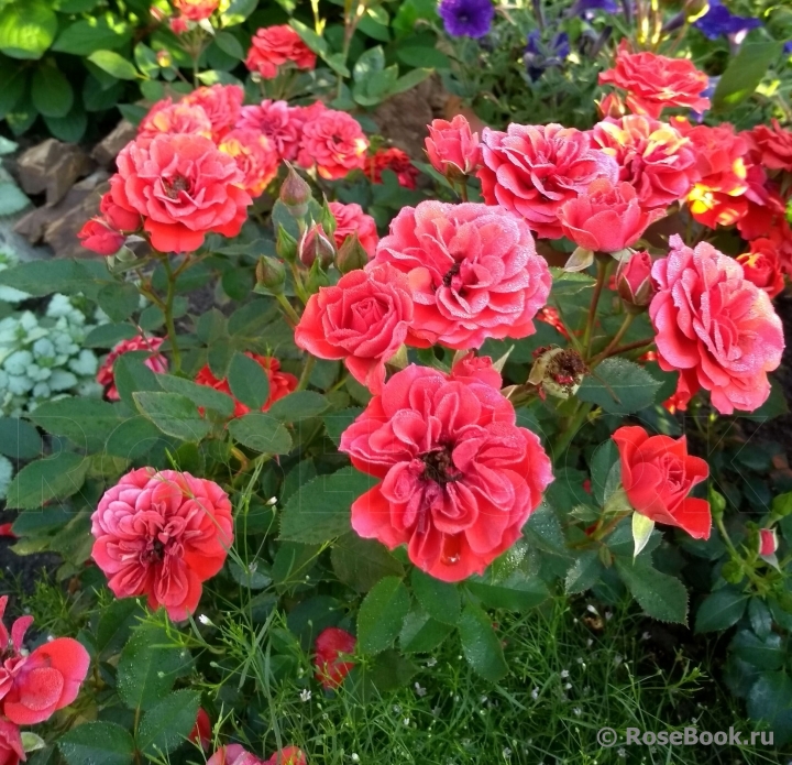 Orange Babyflor 