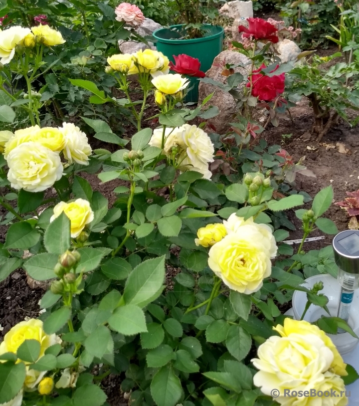 Golden Border