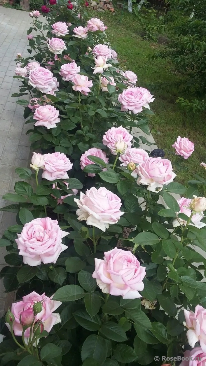 Амазинг розе