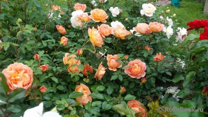 Lady of Shalott 