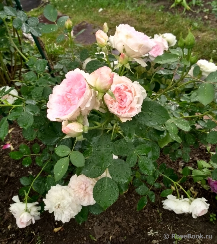 Morden Blush
