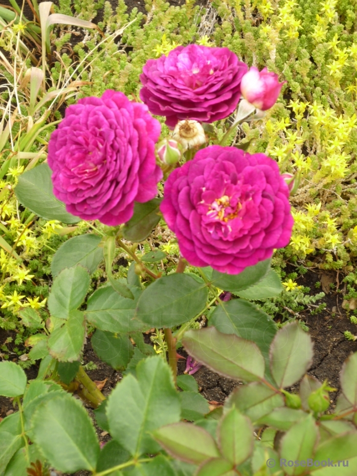 Johann Wolfgang von Goethe Rose®