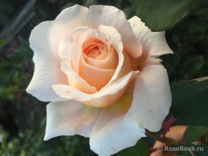 Crocus Rose® 