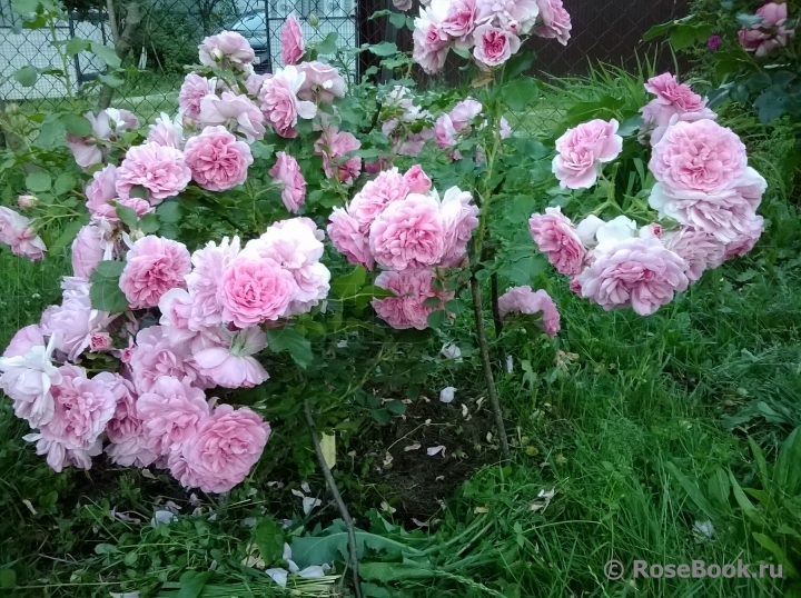 Uetersens Rosenprinzessin ®
