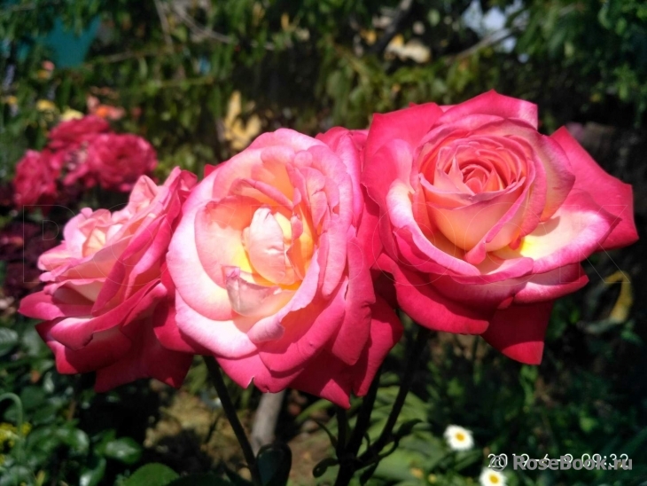 Rose Gaujard  