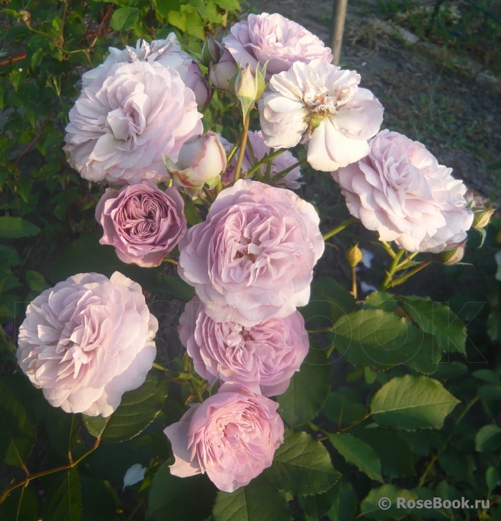 Florence Delattre