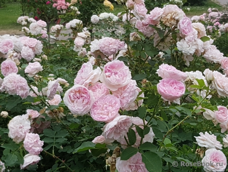 Morden Blush