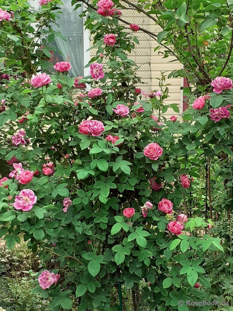 Rose Ferdinand Pichard "Ferdinand Pichard" David Austin Ro. Flickr