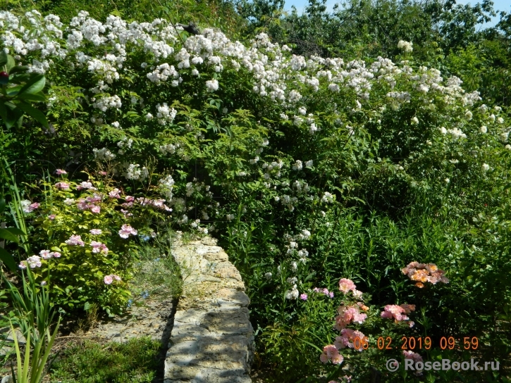Paul’s Himalayan Musk 