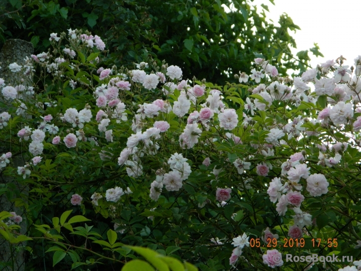 Paul’s Himalayan Musk 
