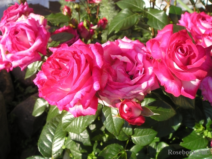 Rose Gaujard  