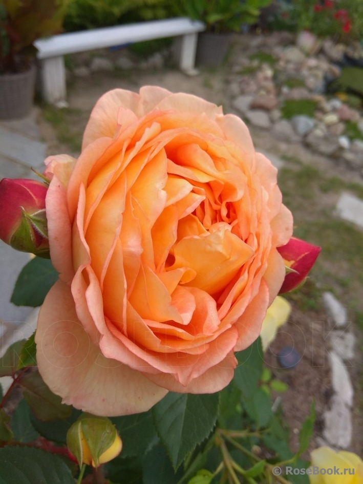 Lady of Shalott 