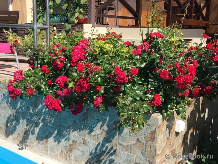 Red Cascade