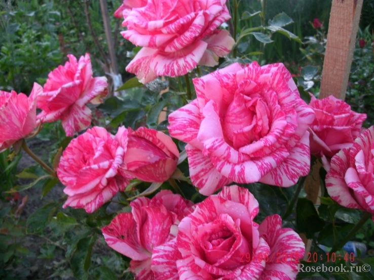 Pink Intuition