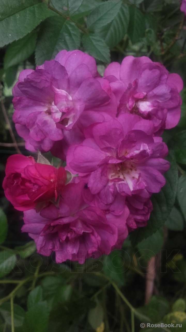 Rose-Marie Viaud