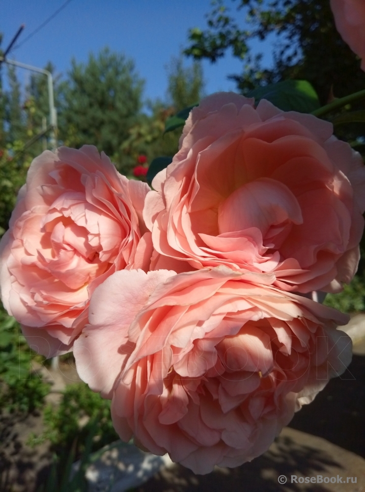 Strawberry Hill 