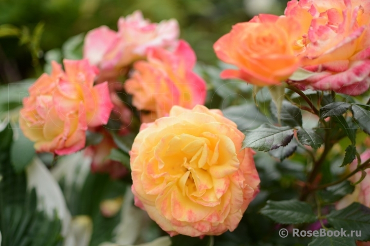 Gartenspass ®
