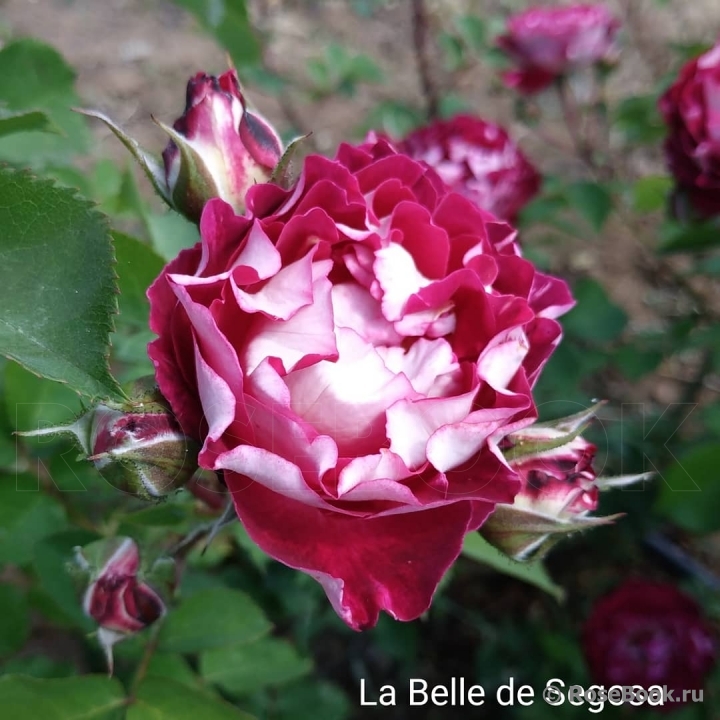 Rosa Belle Nude