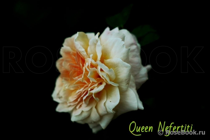 Queen Nefertiti