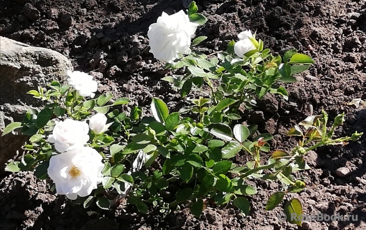 Aspirin Rose