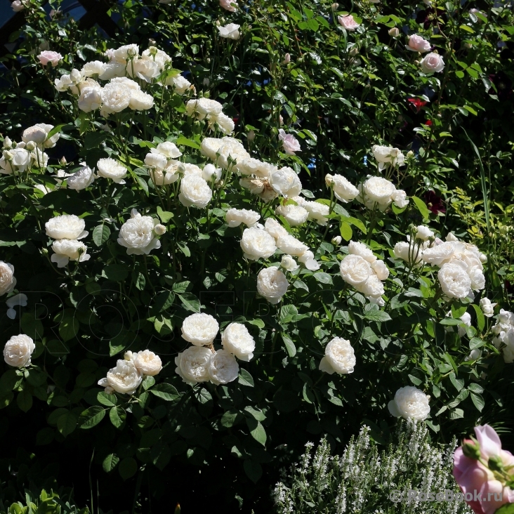 Glamis Castle®