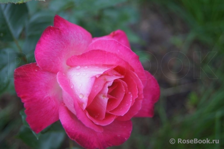 Rose Gaujard  