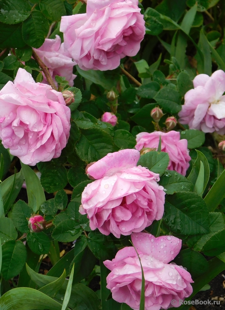 Centifolia