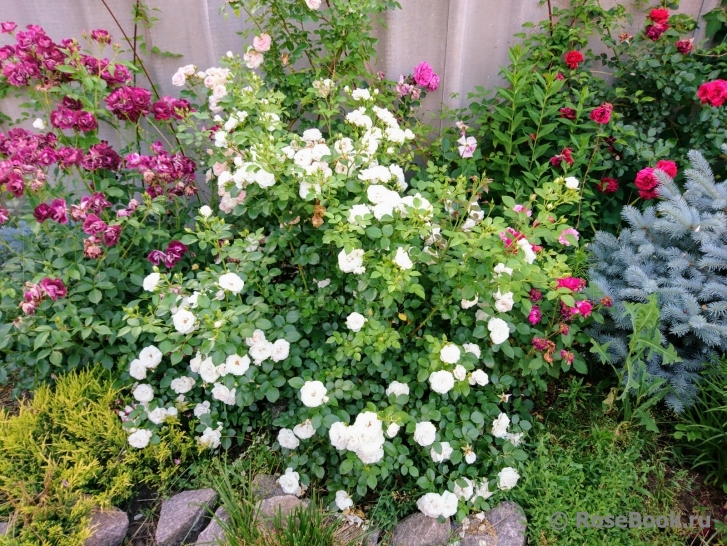 Aspirin Rose