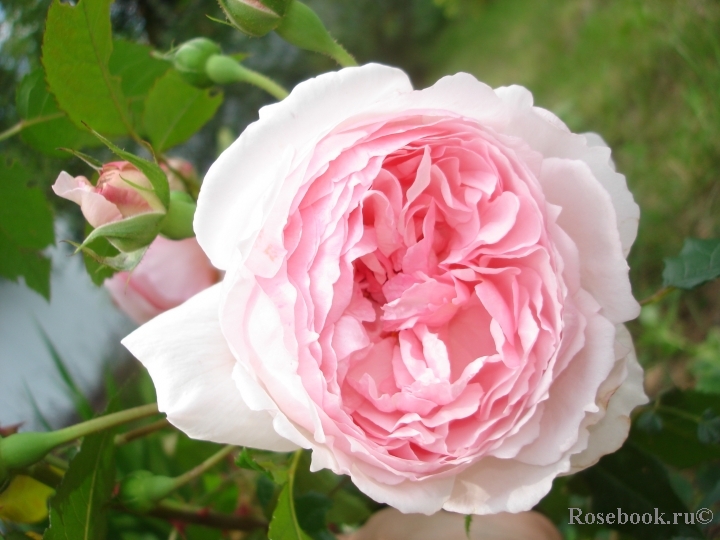 The Wedgwood Rose