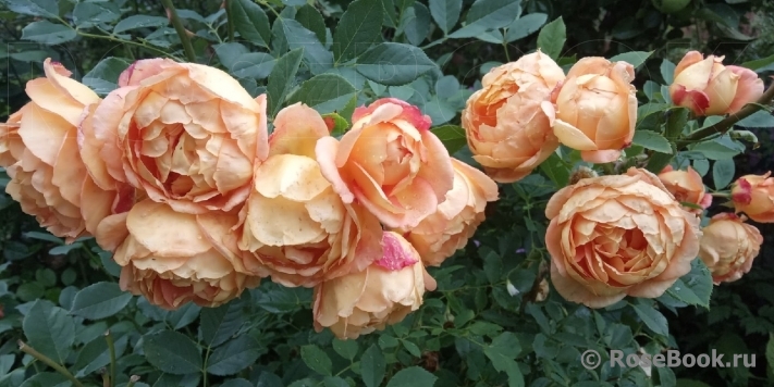Lady of Shalott 