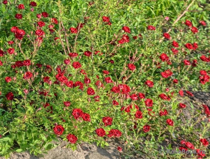 Red Cascade