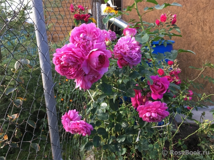 Princess Anne 