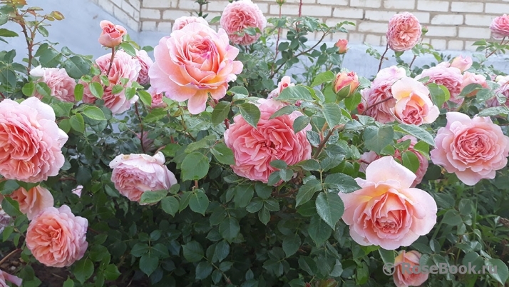 Abraham Darby