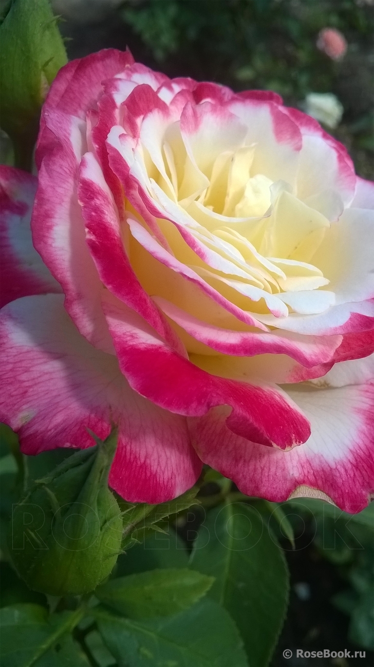 Double Delight 