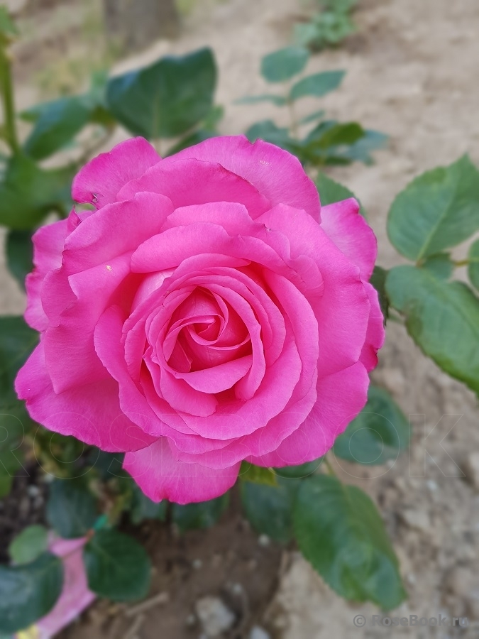 Esmeralda