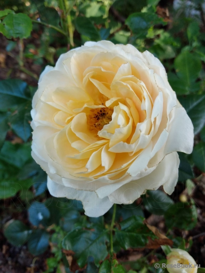 Lions Rose