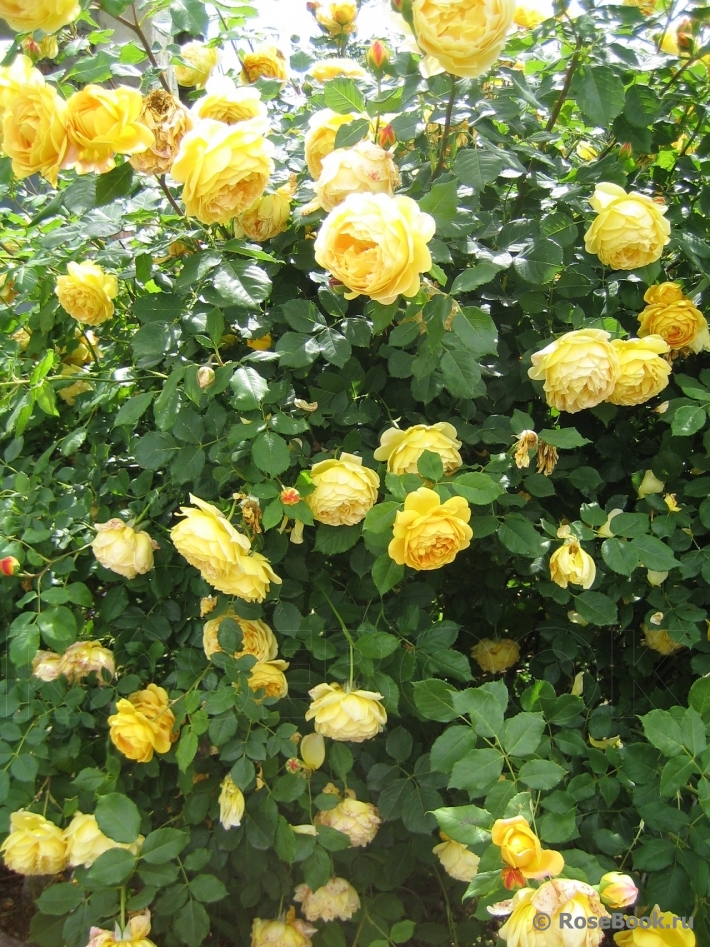 Golden Celebration®