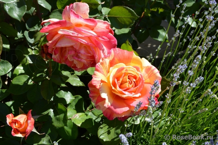 Variegata di Barni