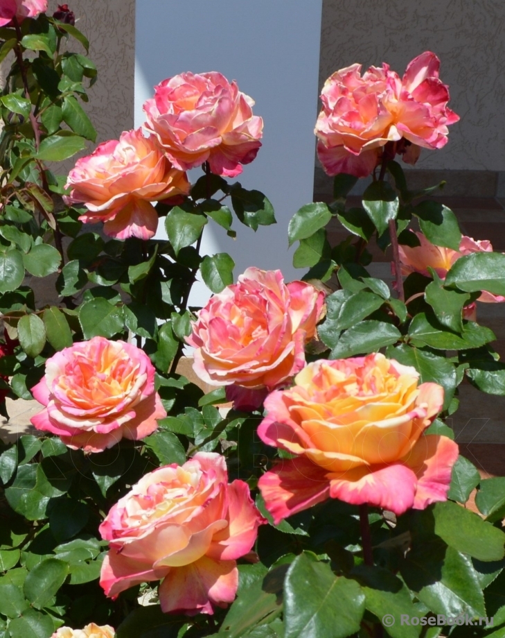 Variegata di Barni
