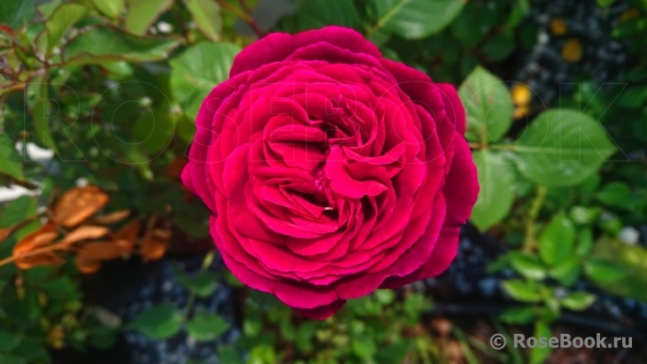 Falstaff®
