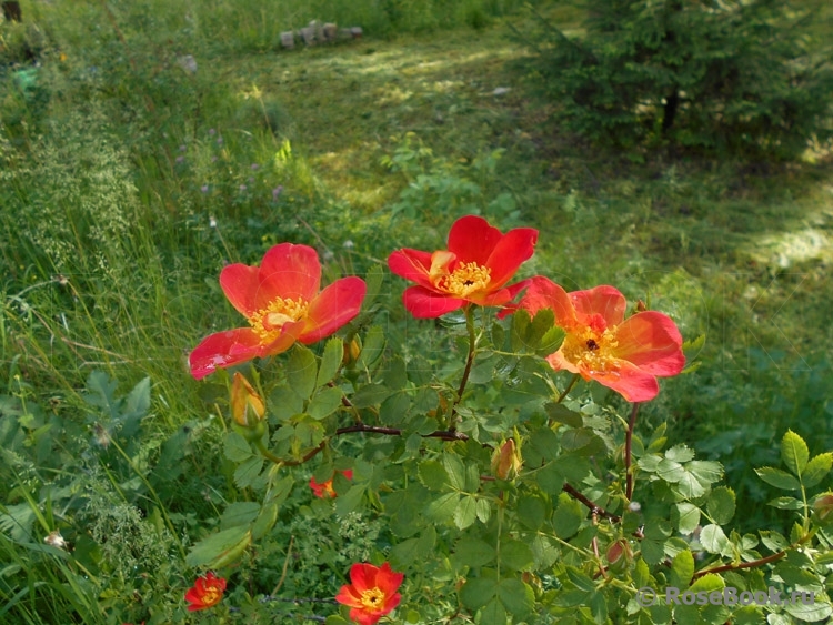 Rosa foetida Bicolor