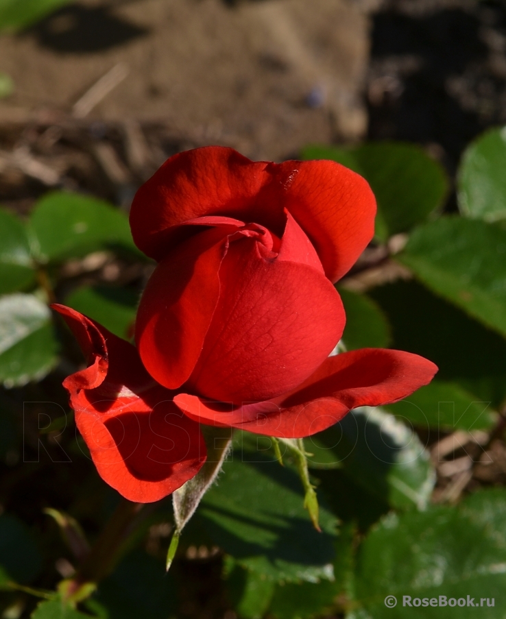 Scarlet BONICA ®
