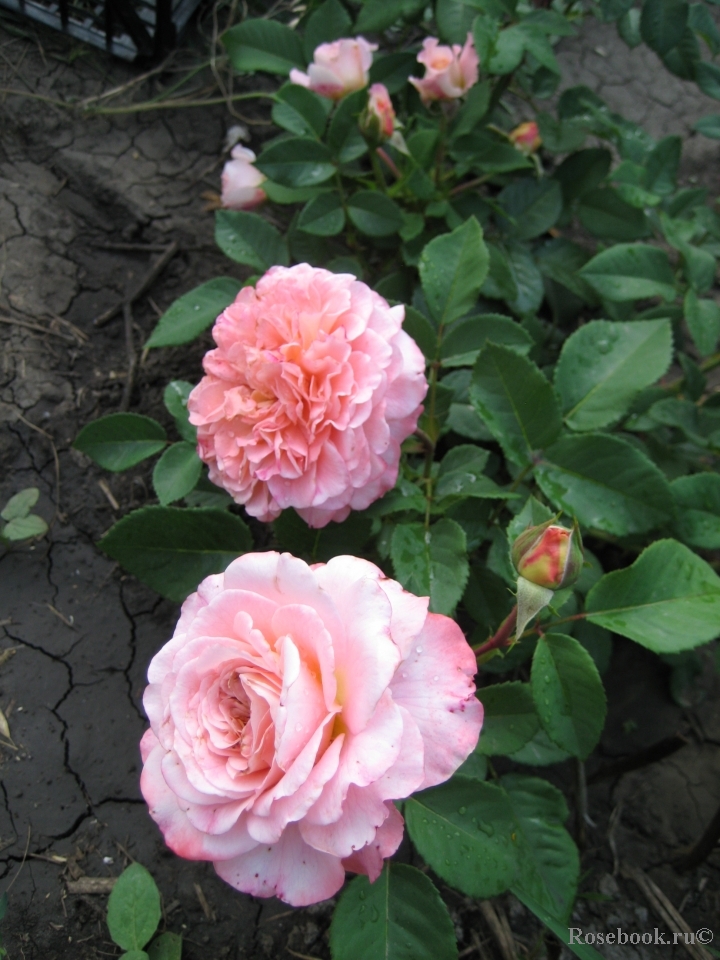 Augusta Luise