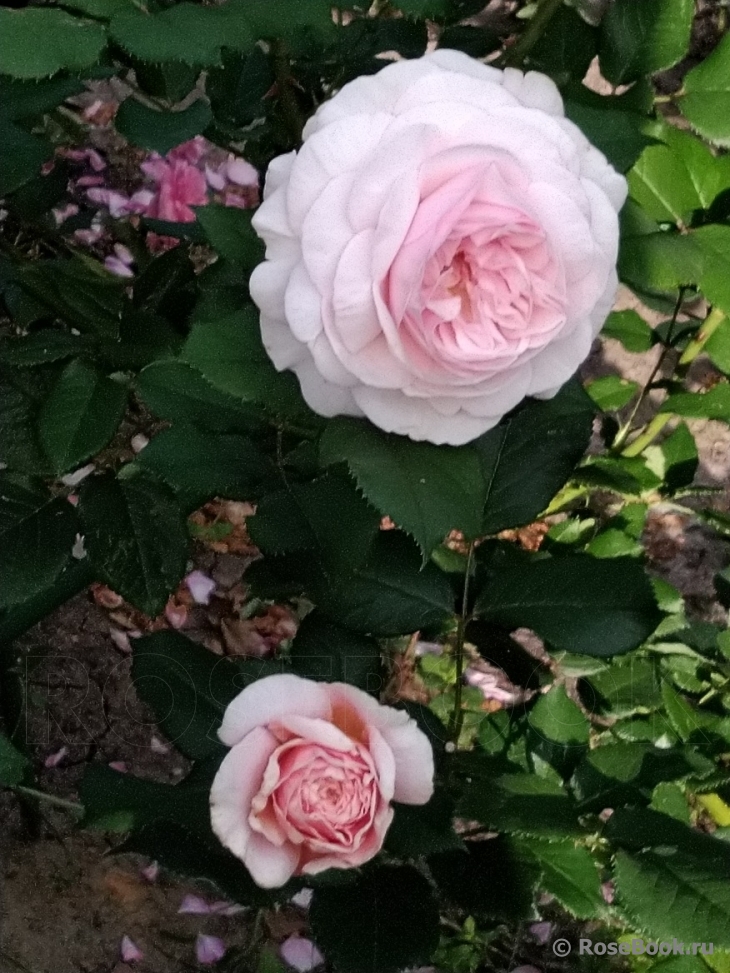 A Shropshire Lad