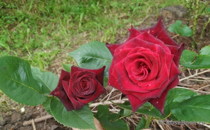 Black Baccara