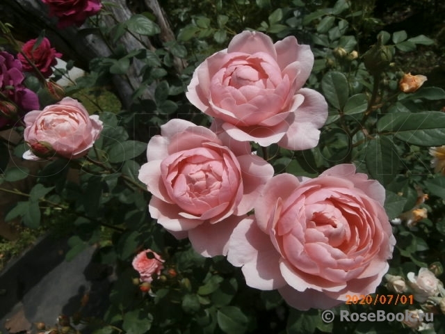 The Alnwick Rose