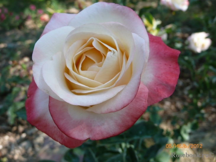 Belle Perle
