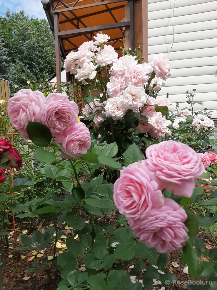 Rosengräfin Marie Henriette
